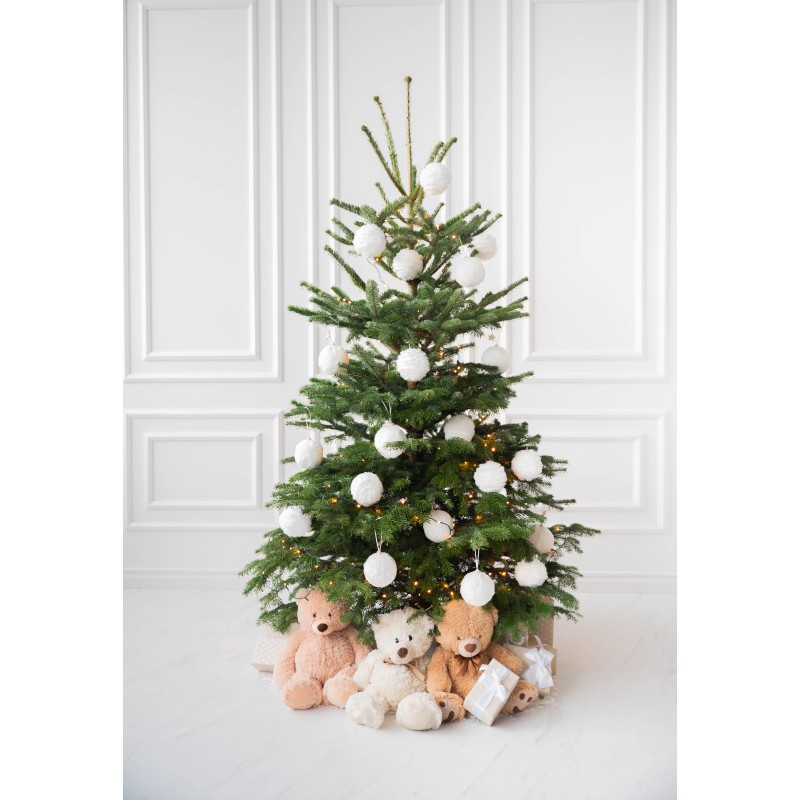 Kaukazinis kėnis vazone 160-210cm