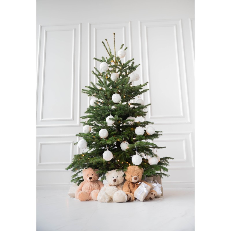 Kaukazinis kėnis vazone 160-210cm