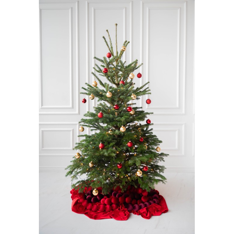 Kirstas daniškas kėnis 175-200 cm