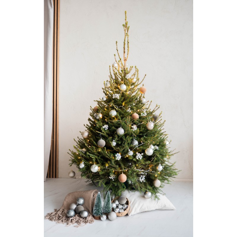 Kirsta lietuviška eglutė 200-225 cm