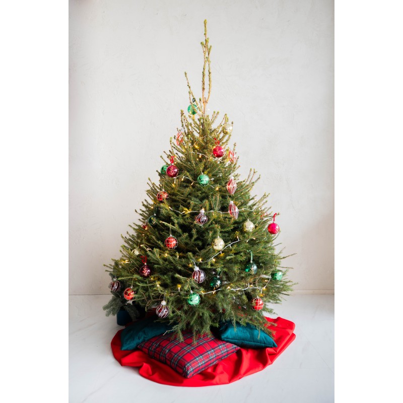 Lietuviška eglutė vazone 160-210 cm