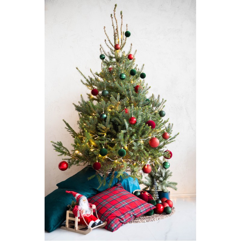 Serbinė eglutė vazone 160-210 cm