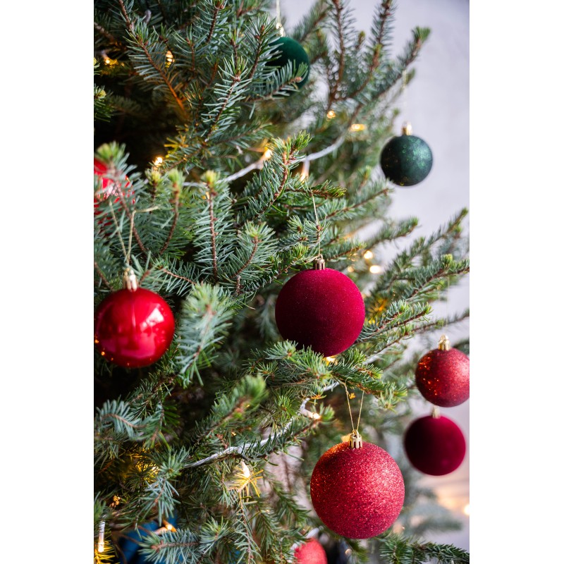 Serbinė eglutė vazone 160-210 cm